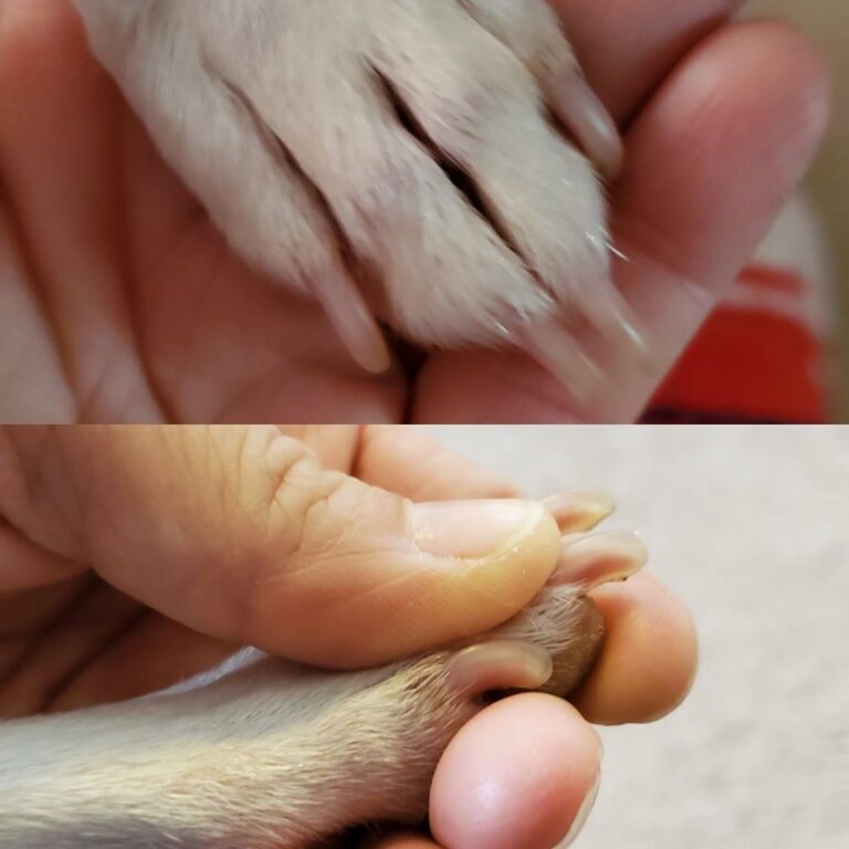 How are your dog’s nails? Canine Country Academy
